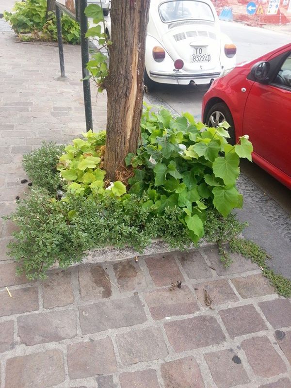 via magnenta piante infestanti