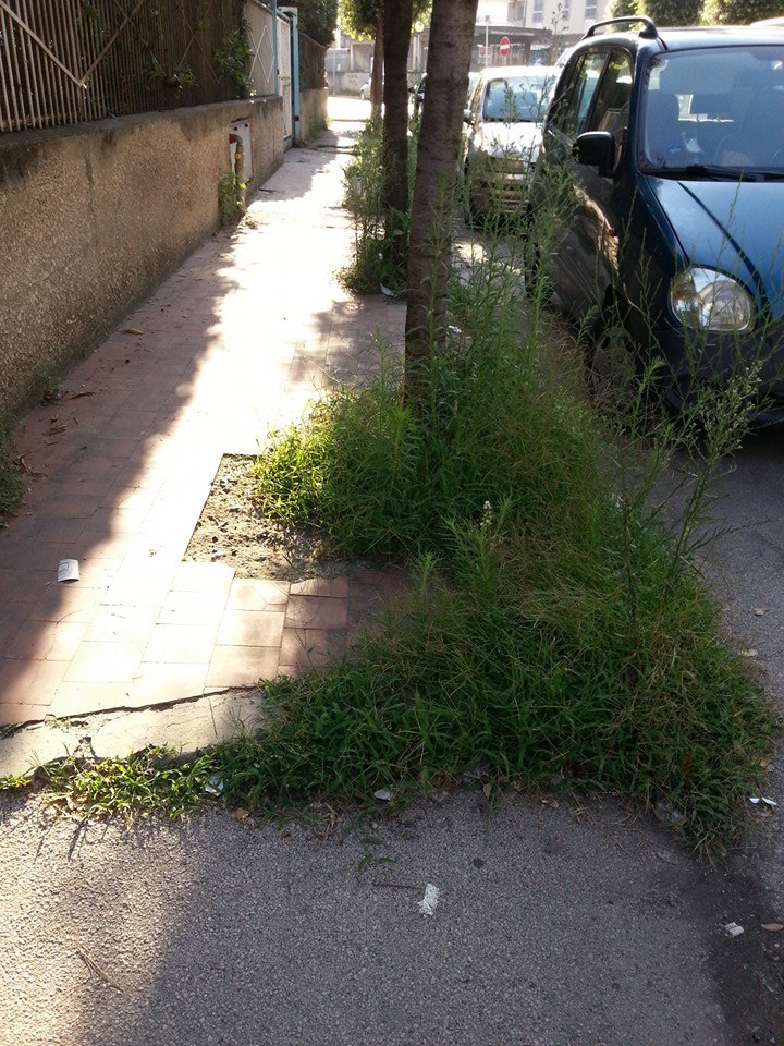 via verdi piante