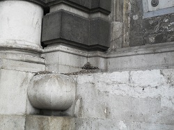 guano_sullarco_dellannunziata