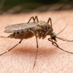 West Nile, primo decesso a Qualiano: morta una donna